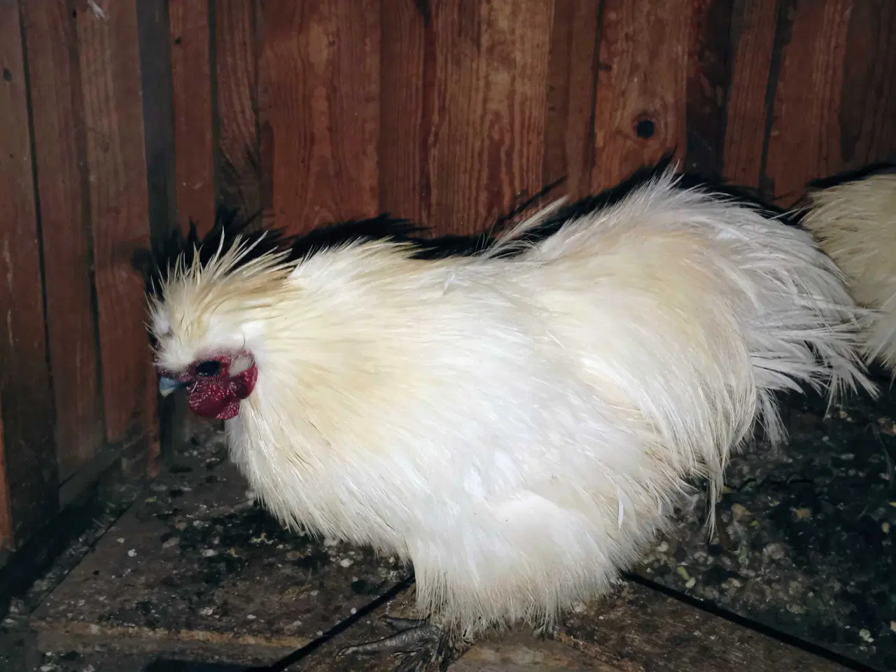 Billede 15 - Silkehaner. Hvis silkedværg haner.