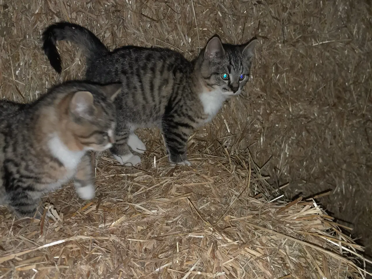 Billede 8 - Kattekillinger til salg