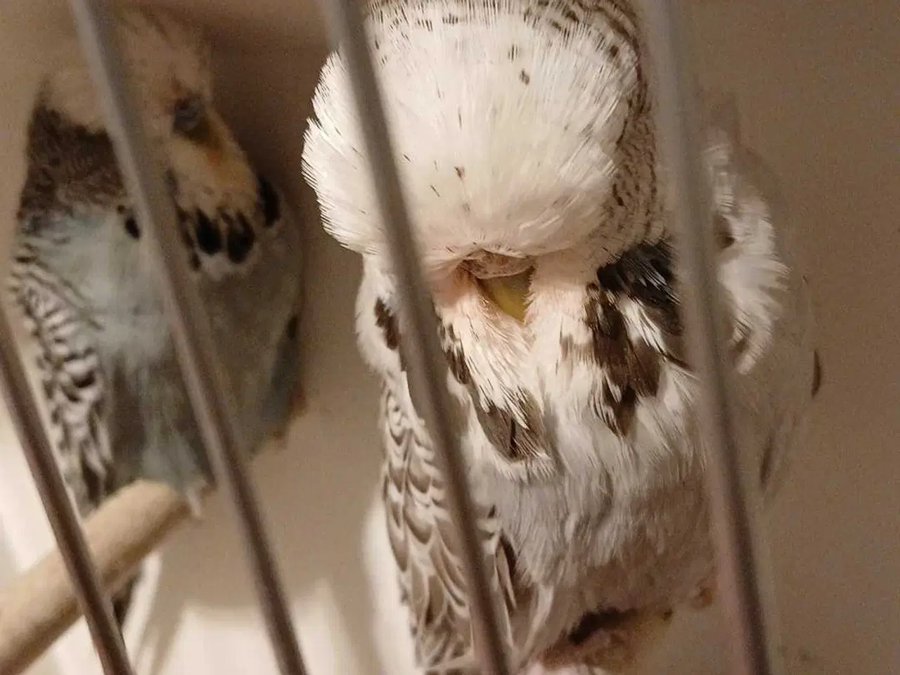 Billede 9 - 1 par Engelske undulater