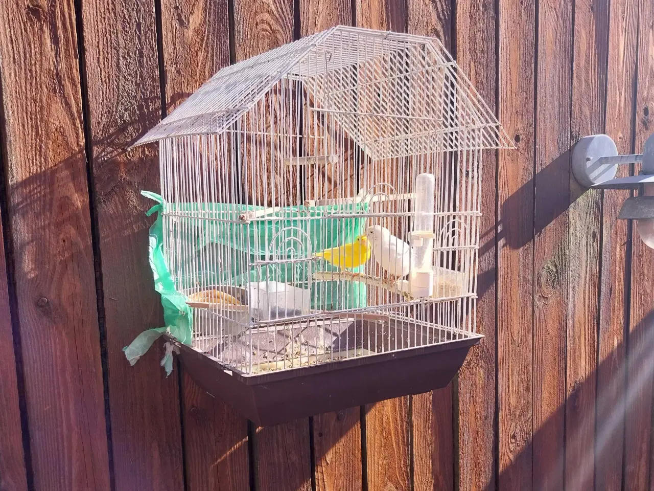 Billede 3 - 2 stk kanariefugle