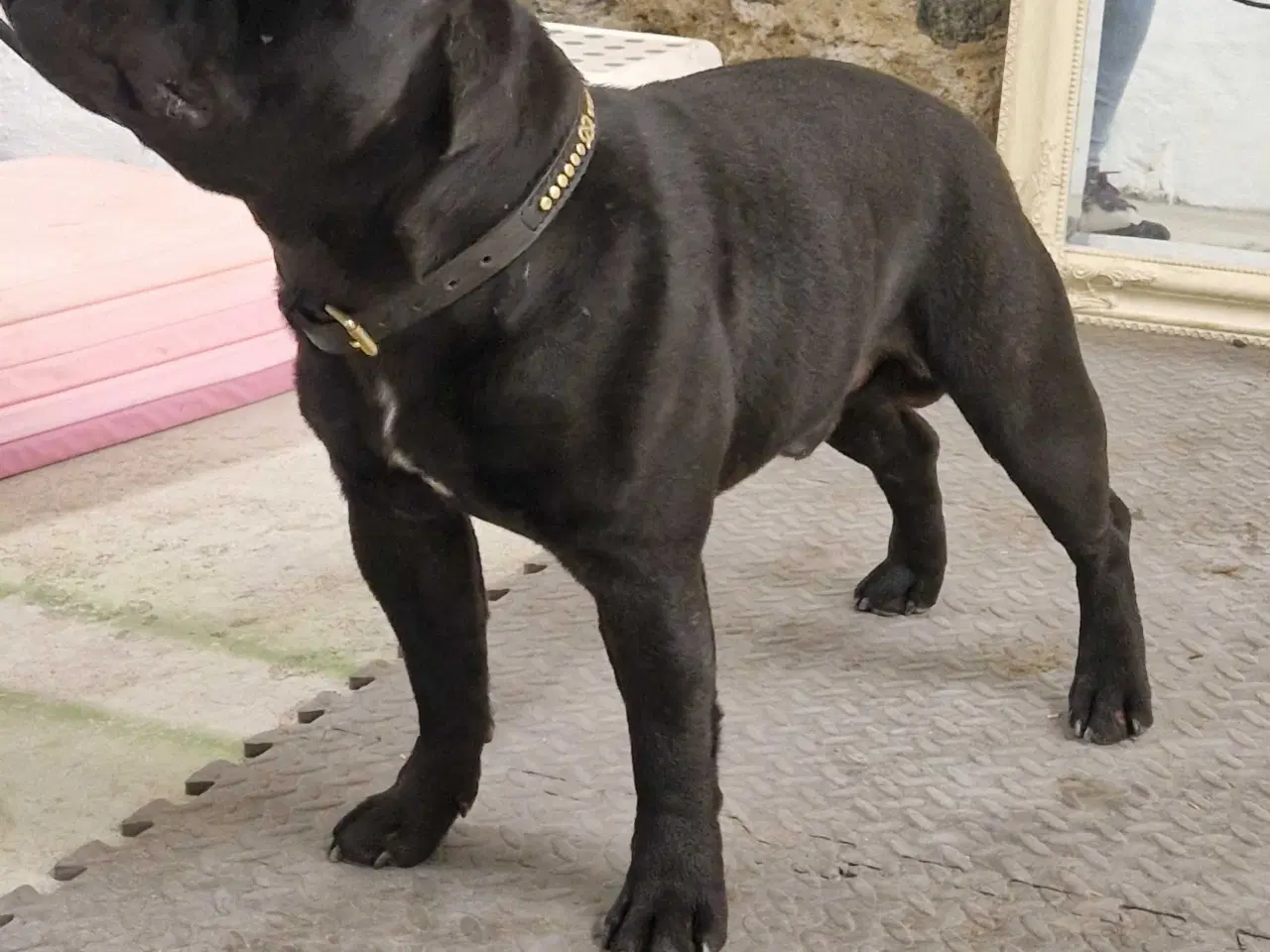 Billede 5 - Den skønneste staff dreng sælges