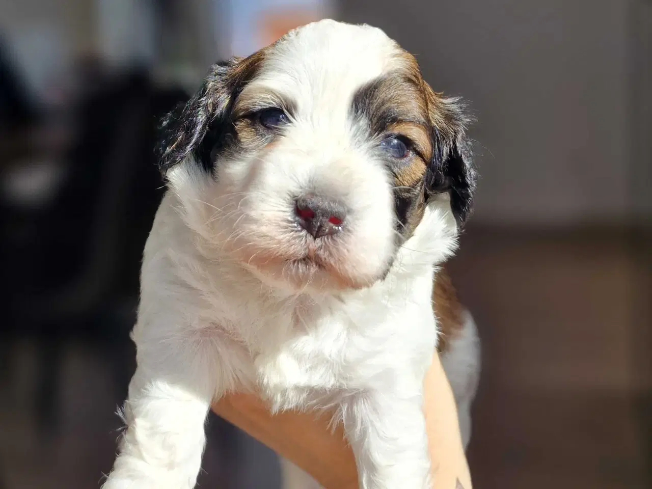 Billede 10 - Smukke Bichon Havanais hvalpe 