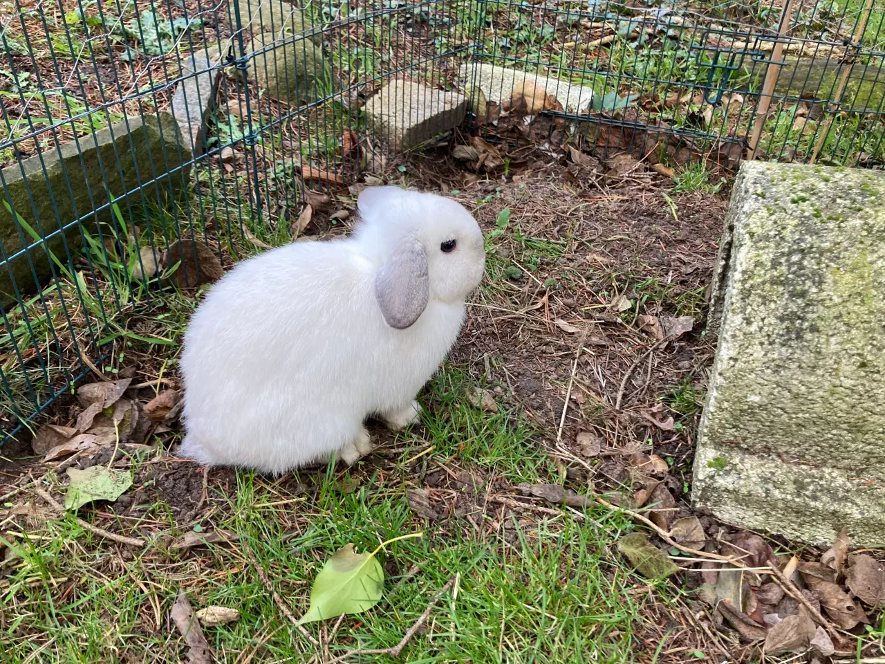 Billede 4 - Ægte Minilop Pige