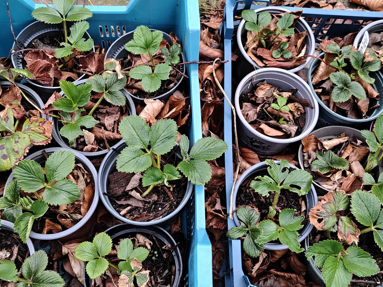 Billede 1 - Malwina jordbær planter 