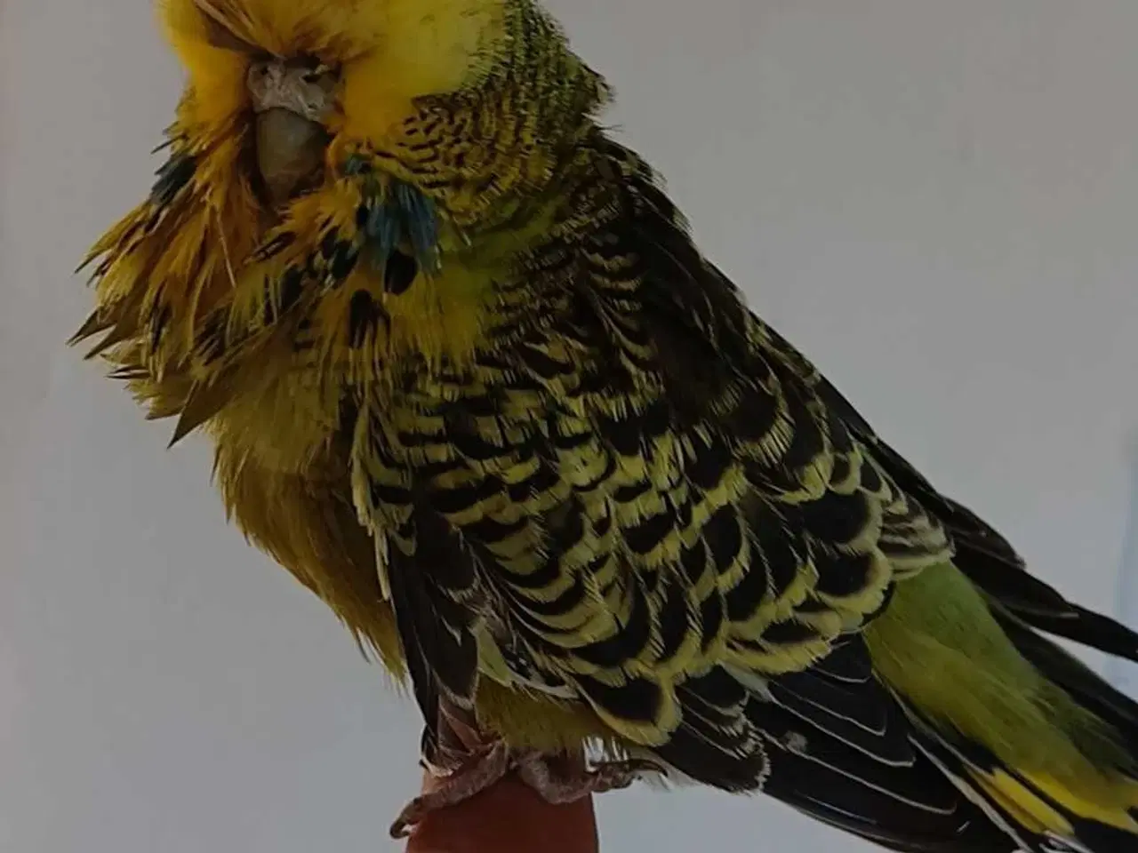 Billede 1 - Engelsk undulat hun, håndvandt