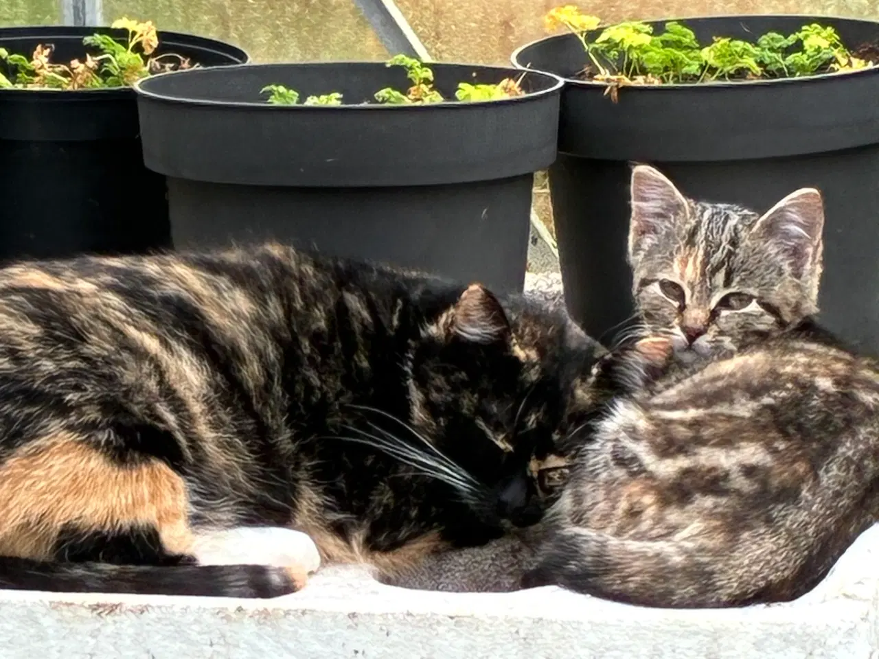 Billede 2 - Kattekillingen skildpadde farvet hunkat 