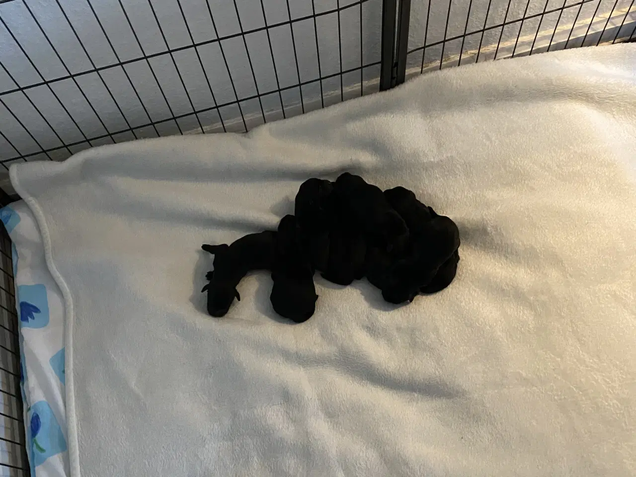 Billede 2 - Super lækre labrador hvalpe