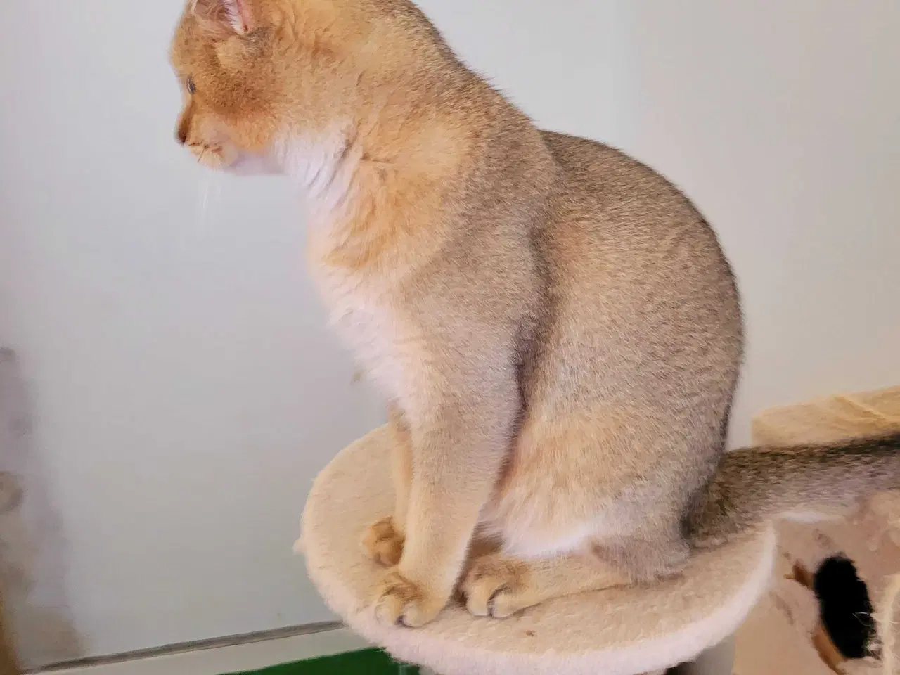 Billede 3 - British Shorthair hankat med stamtavle