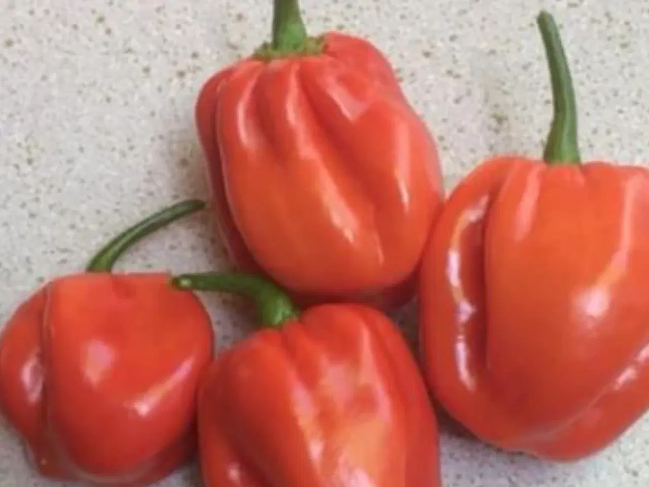 Billede 1 - Chili frø - 6 slags - se tekstfelt