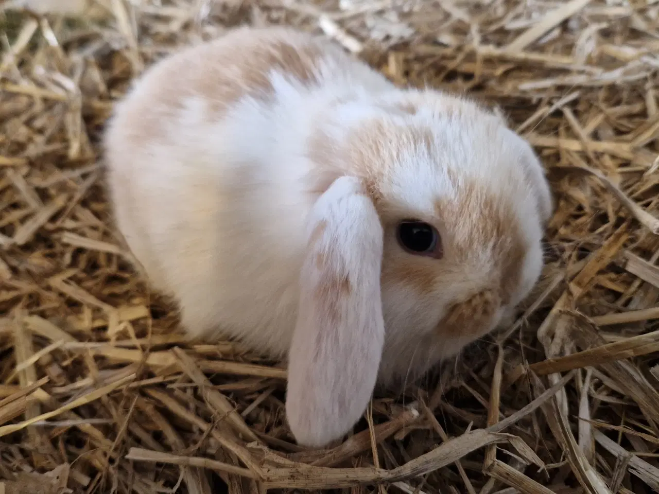 Billede 2 - Minilop unge