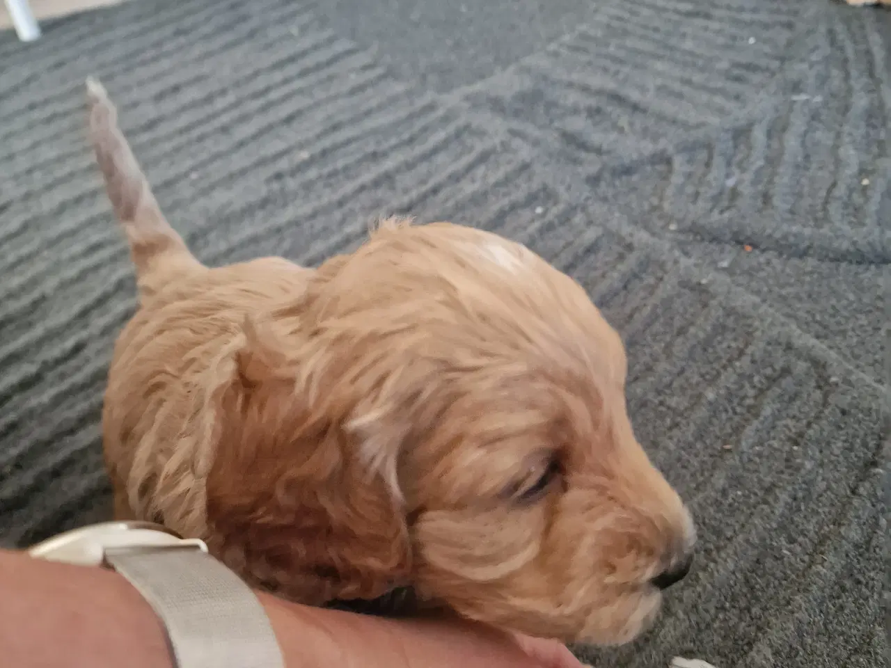 Billede 1 - Golden doodle