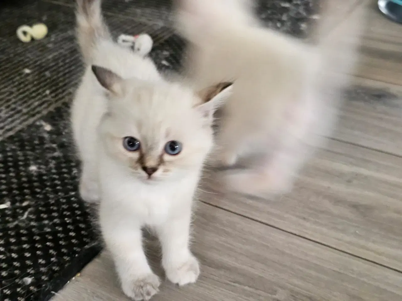 Billede 6 - Hellig birma/ragdoll blandinger