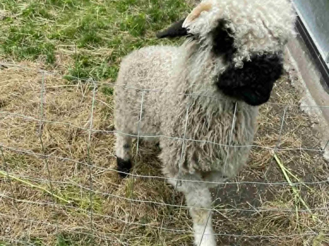Billede 2 - 1 Stk Vallais Blacknose Vædder lam. (FLASKE LAM)