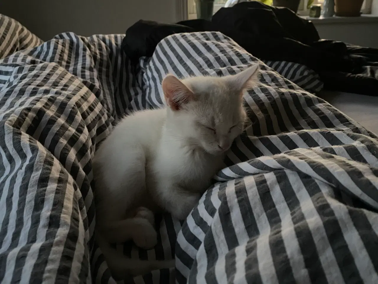 Billede 5 - Kærlig og legesyg hvid hankilling søger trygt hjem