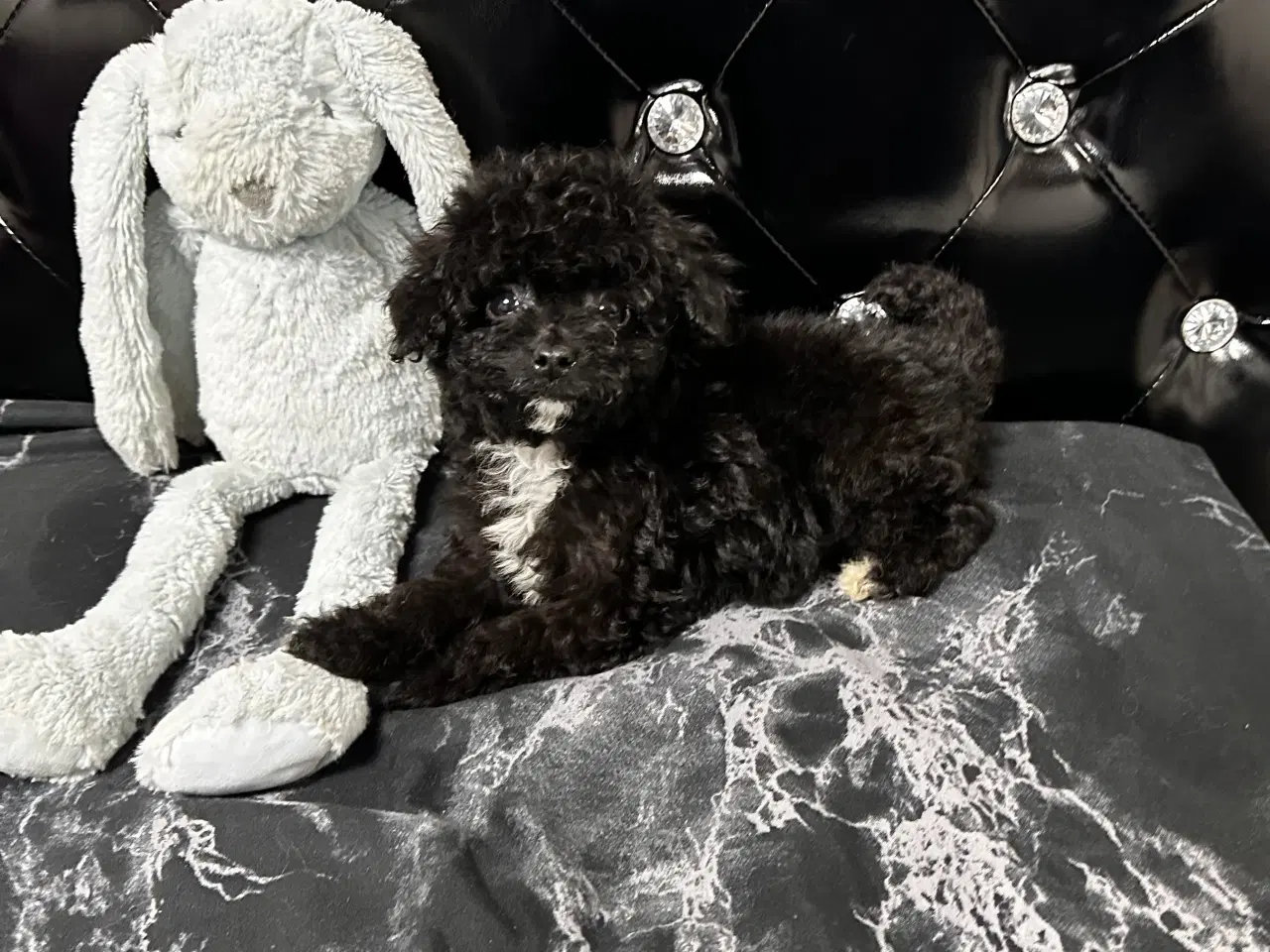 Billede 17 - Cavapoo F2B