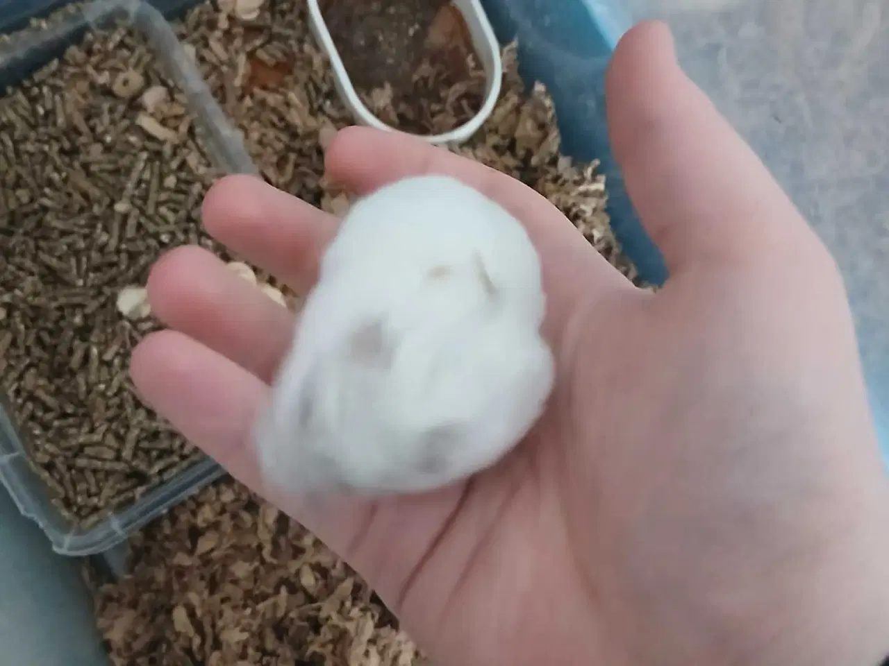 Billede 2 - Dværghamster unger 