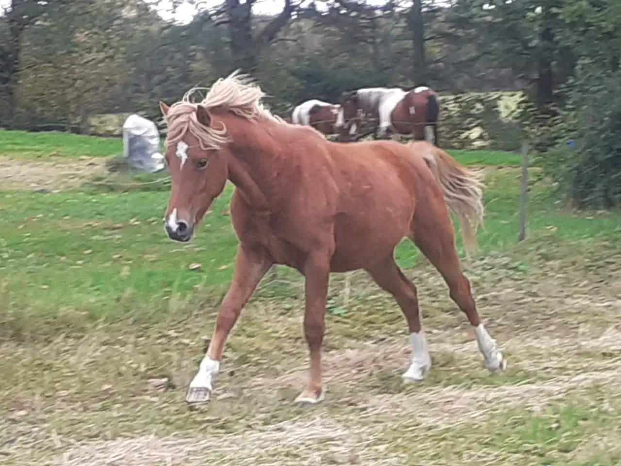 Billede 8 - Pony ,Pinto /araber hingst plag 