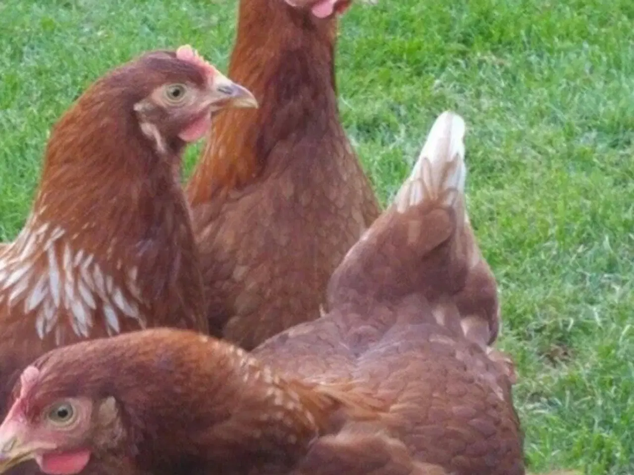 Billede 1 - Røde amerikaner/Isa Brown høns nær æglægning, 