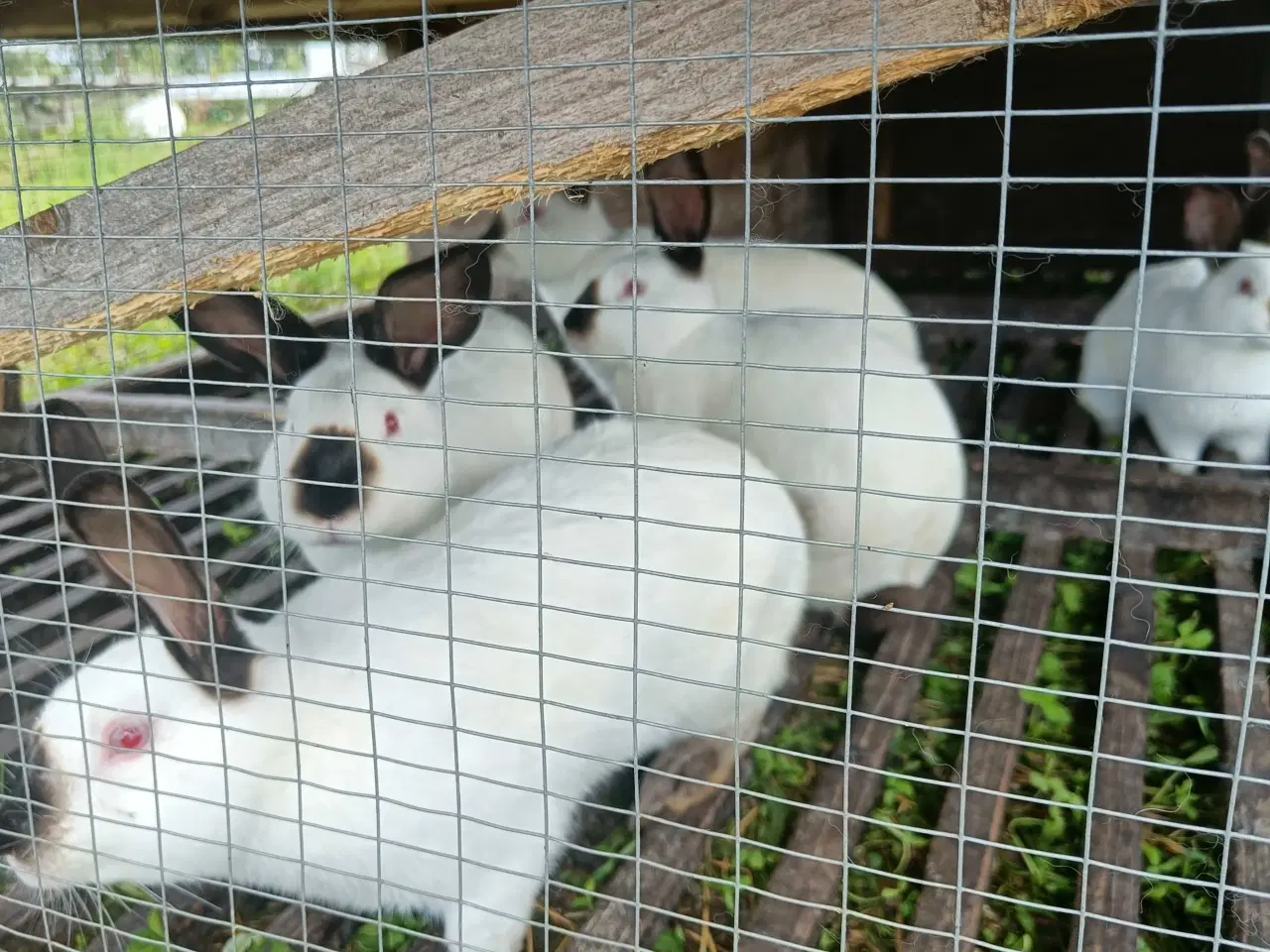 Billede 1 - California kaniner 