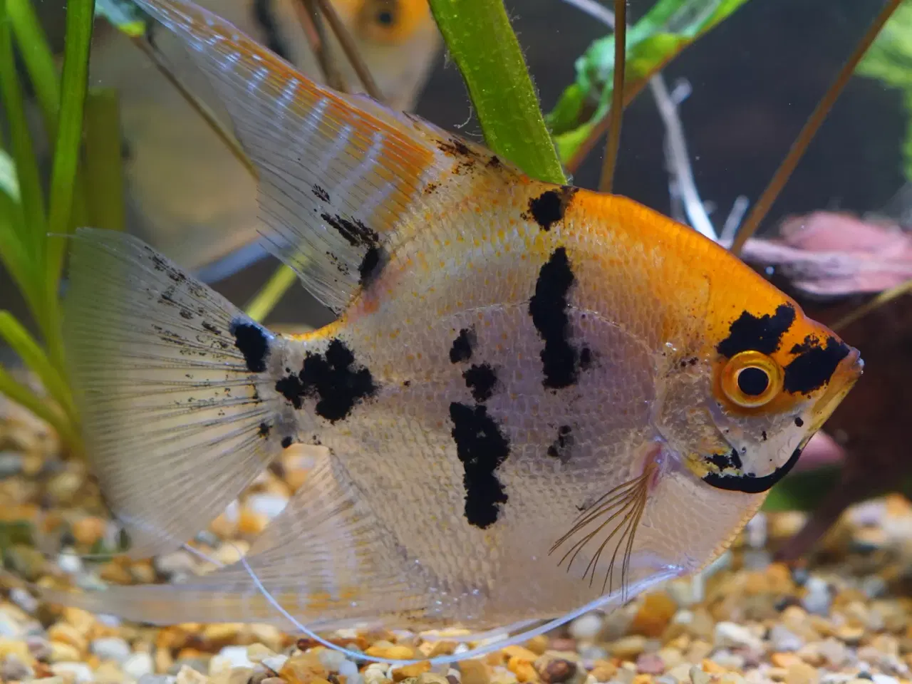 Billede 2 - Koi Scalarer til det store akvarie