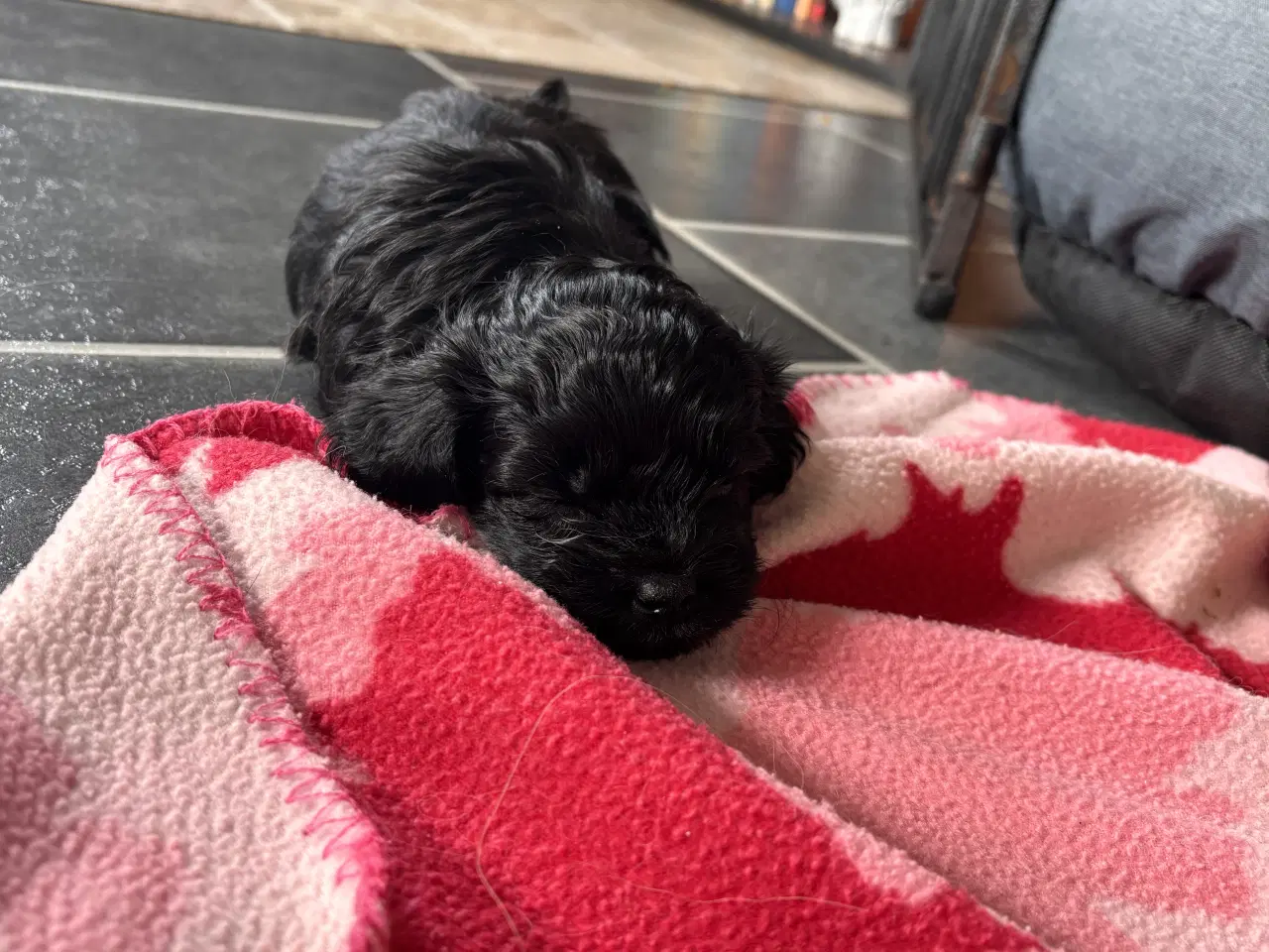 Billede 12 - Skønne Puddelblandinger💗