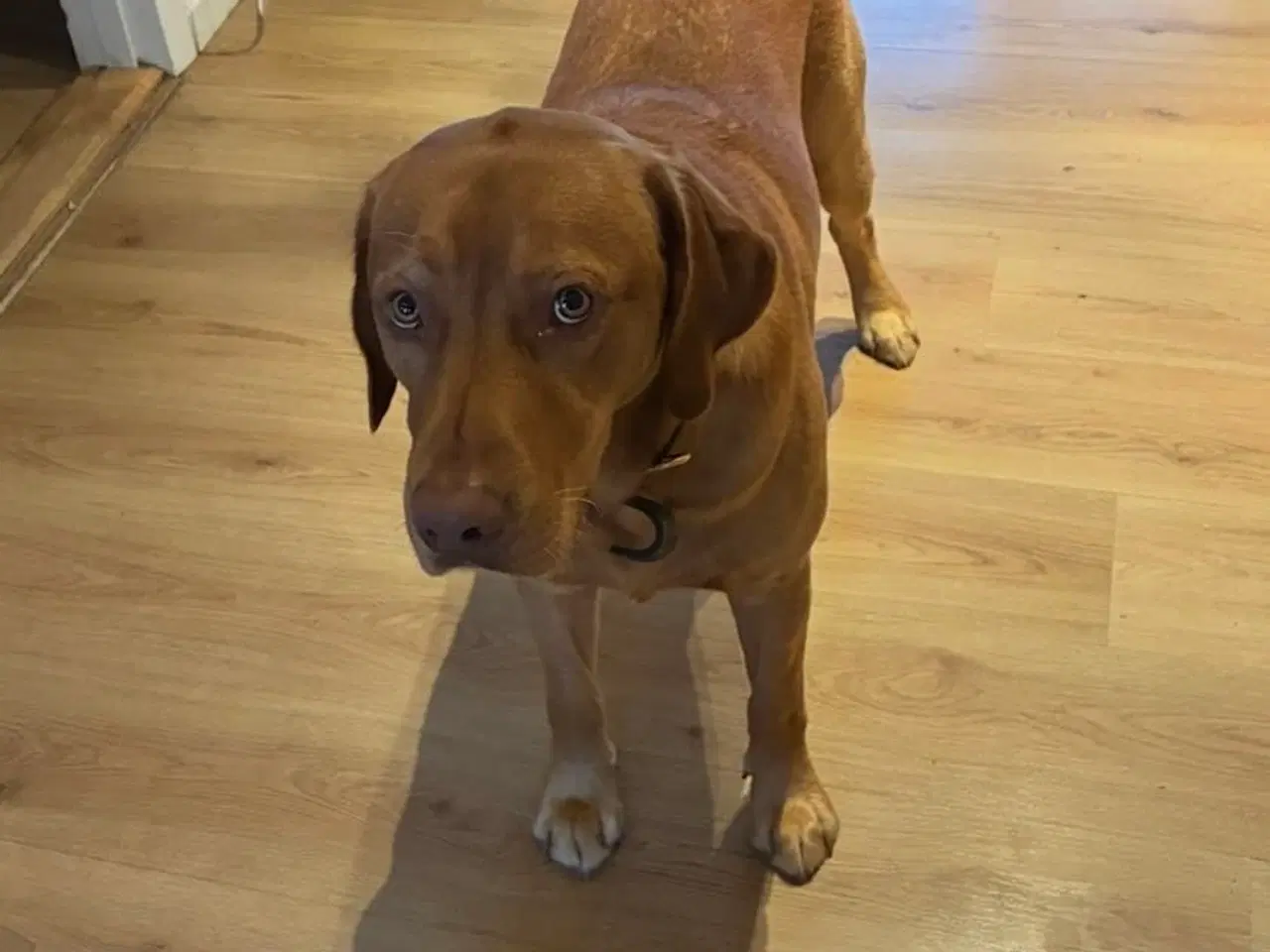 Billede 7 - Labrador hvalpe