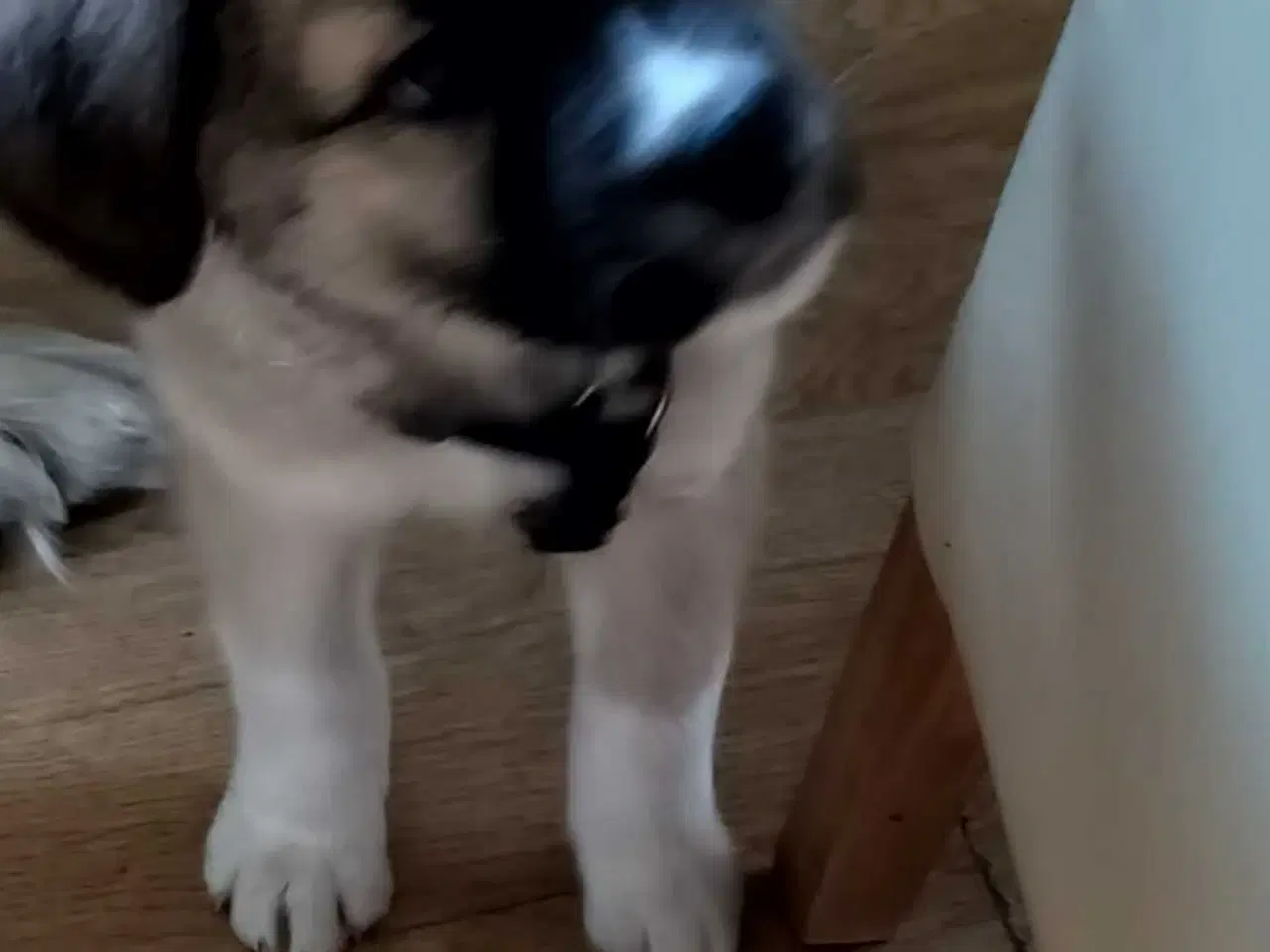 Billede 2 - Sød hundehvalp Freja 