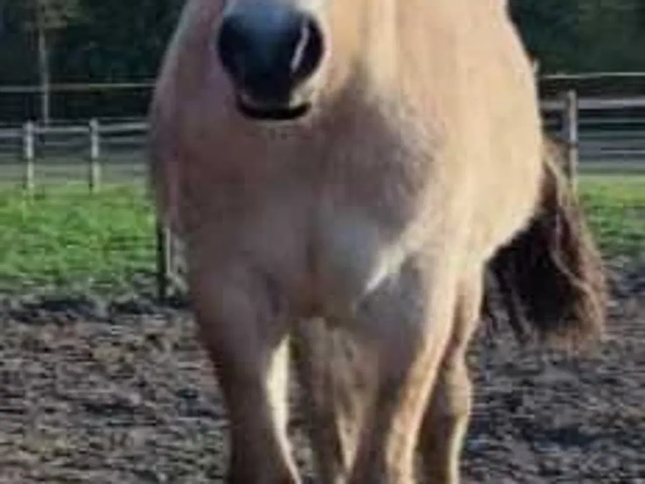 Billede 7 - Brunblakke Fjordhorse Stallion 2 years old