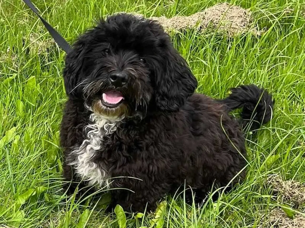 Billede 5 - Havapoo Puddel/Havaneser 