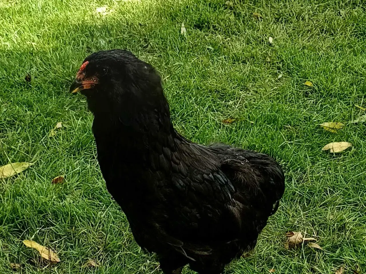 Billede 1 - Araucana hane