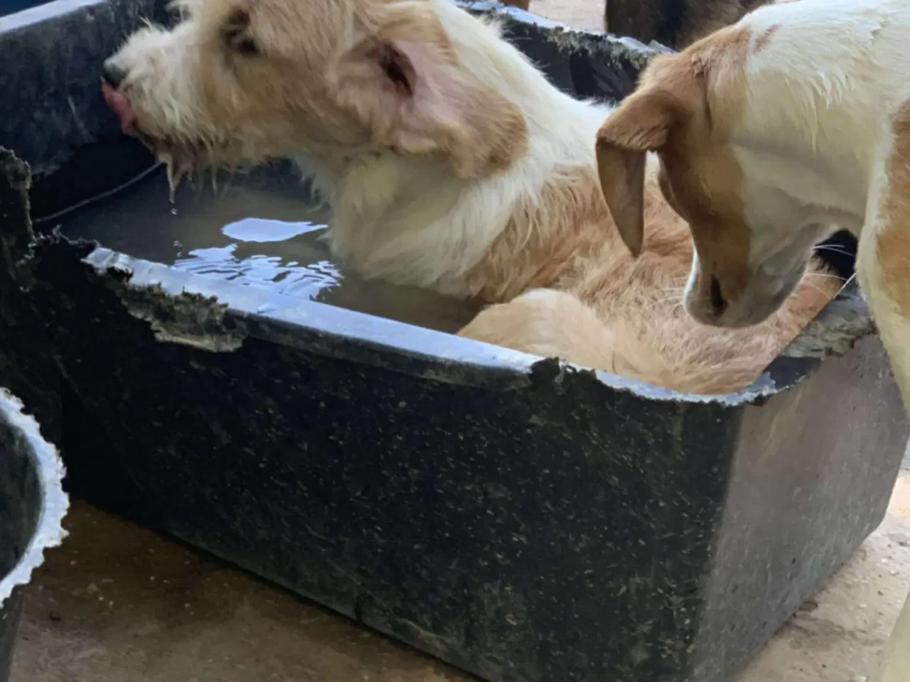 Billede 2 - Skønne Baku søger sit 4ever hjem