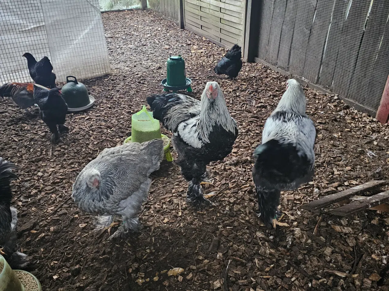 Billede 1 - Brahma sølv sortbåndet hane 