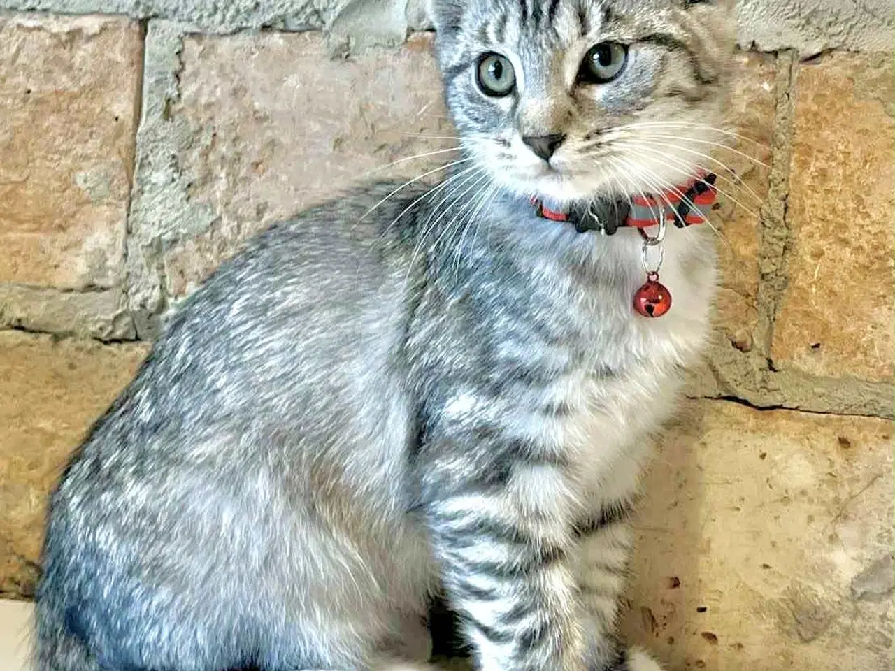 Billede 6 - Maine Coon blandning 