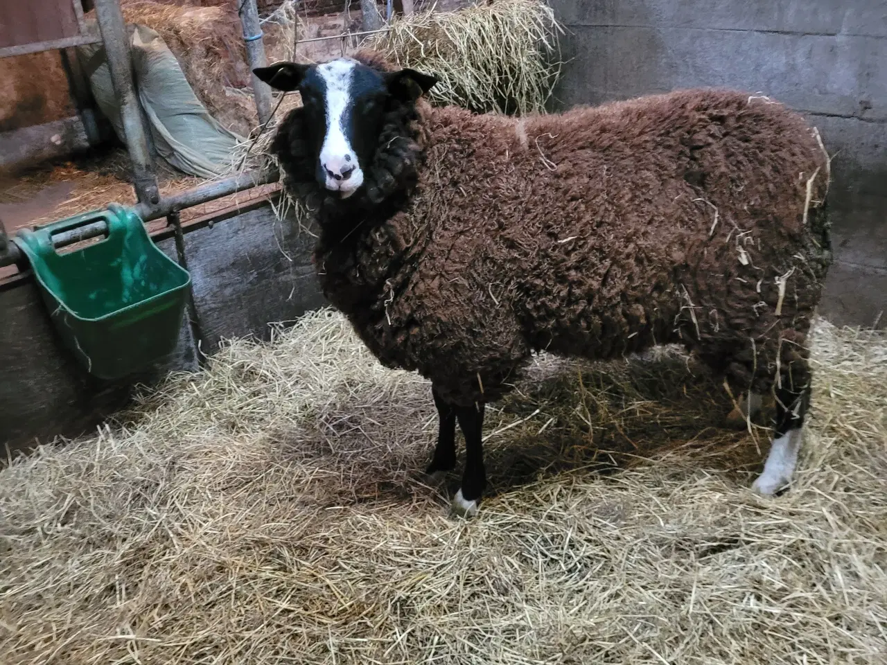 Billede 2 - Zwartbles  vædder 