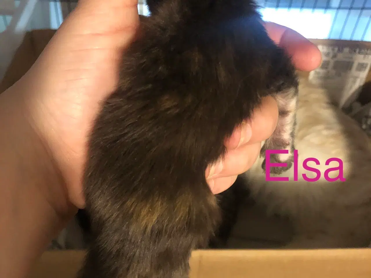 Billede 6 - Maine coon killinger unden travle 
