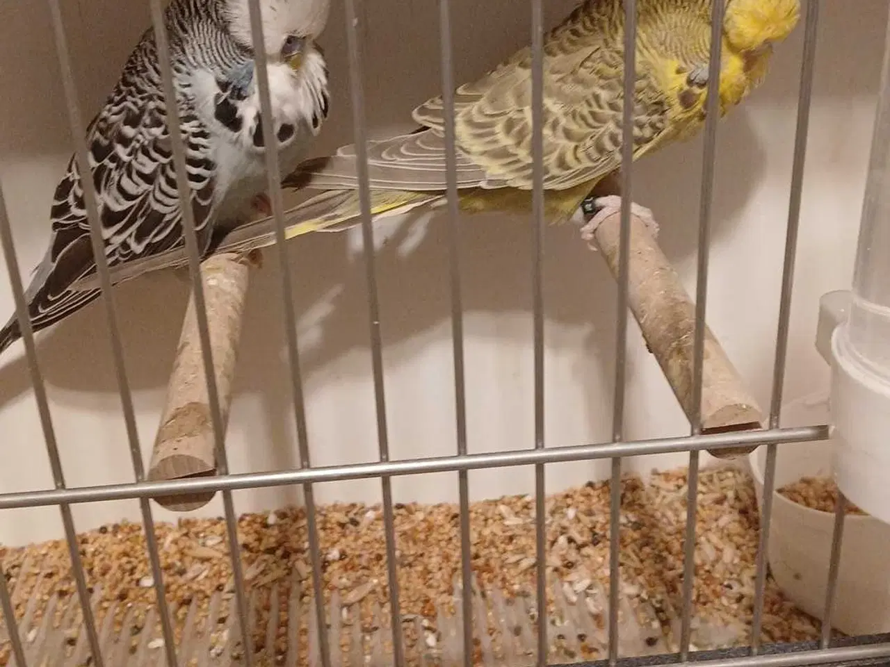 Billede 4 - 1 par Engelske undulater