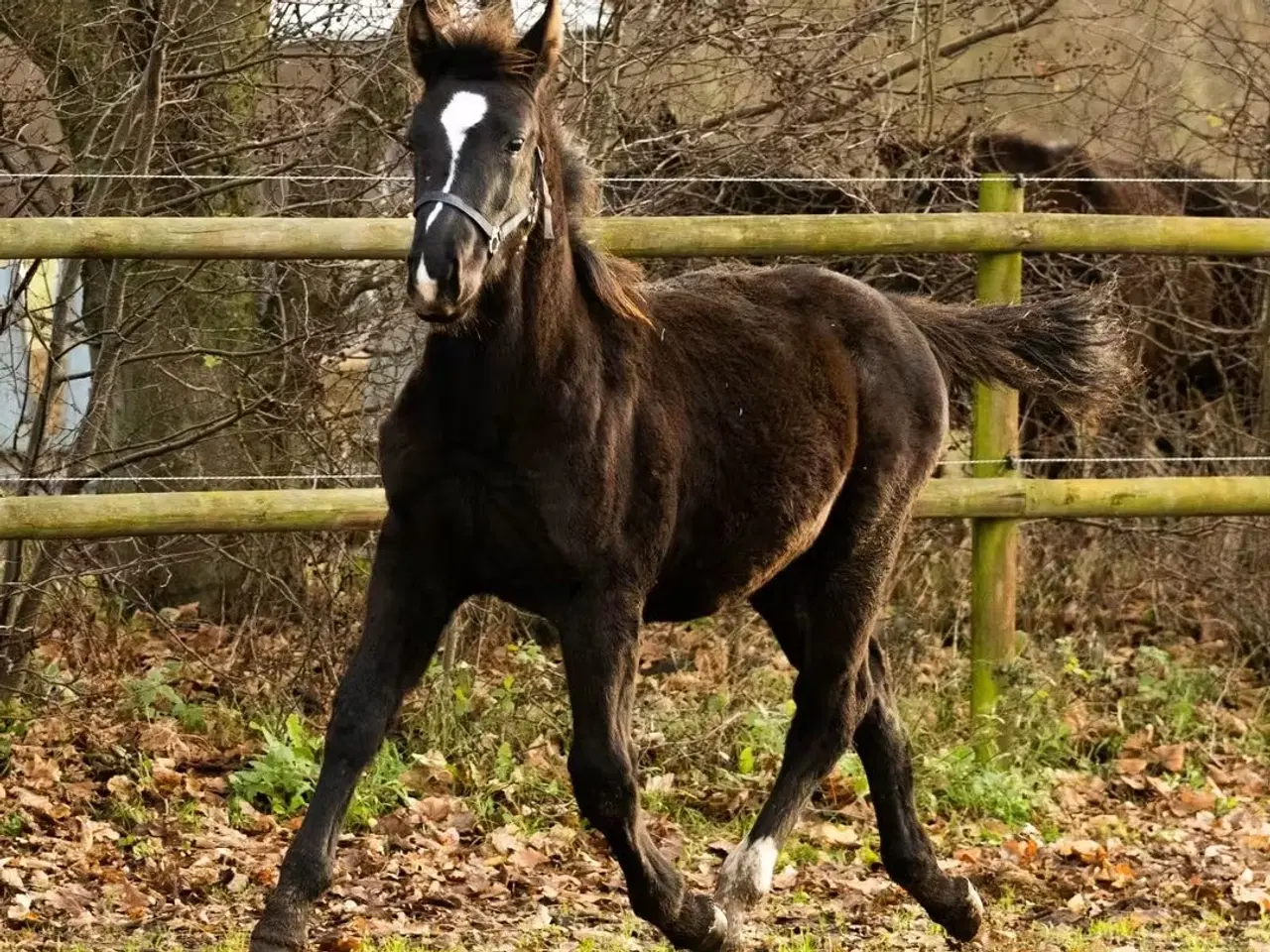 Billede 1 - Oldenborg sort forædlet hingsteføl 