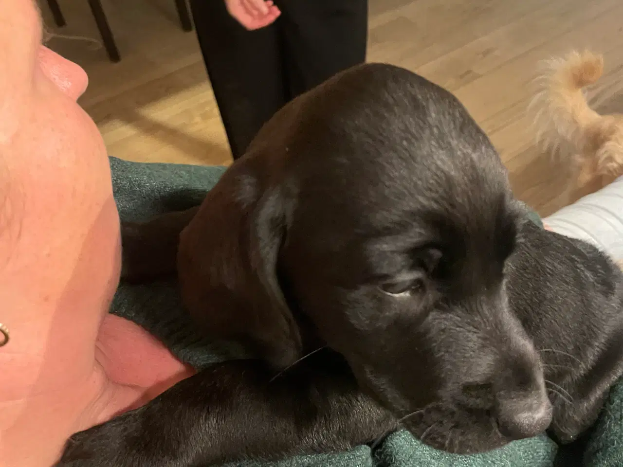 Billede 4 - Labradoodle