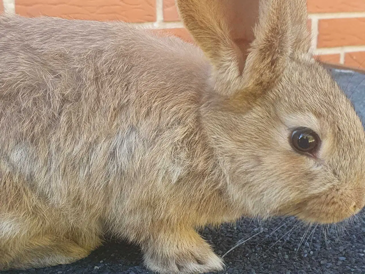 Billede 6 - Belgisk kæmpe kaninunger , hanner..