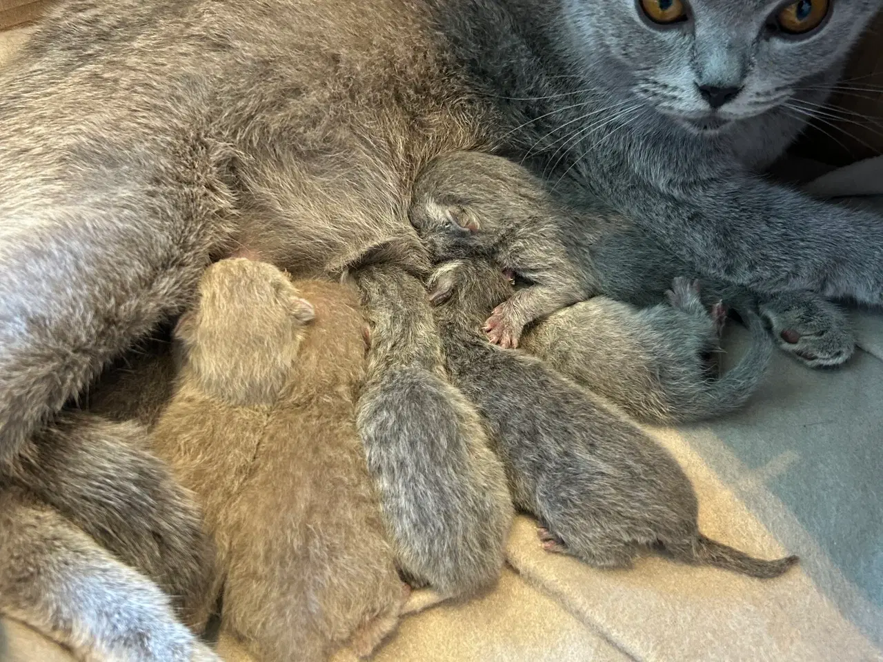 Billede 3 - British shorthair killinger sælges