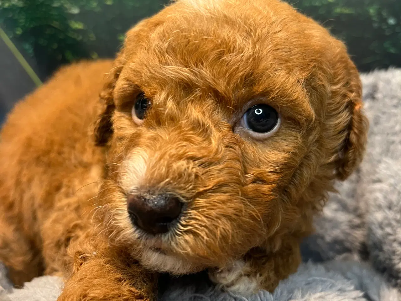 Billede 5 - Goldendoodle babyer 🥰🐾