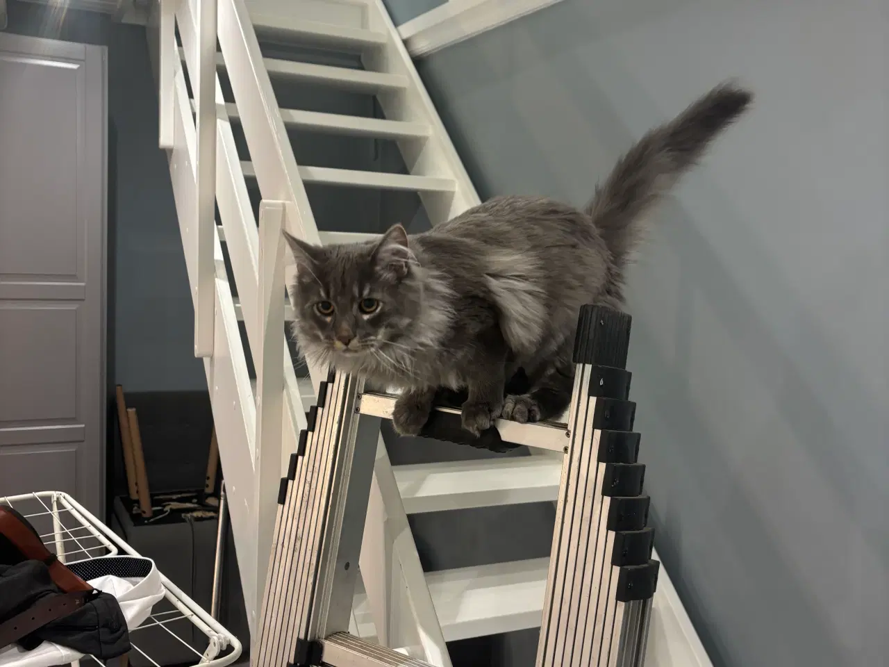 Billede 8 - Frida og Findus søger nyt hjem