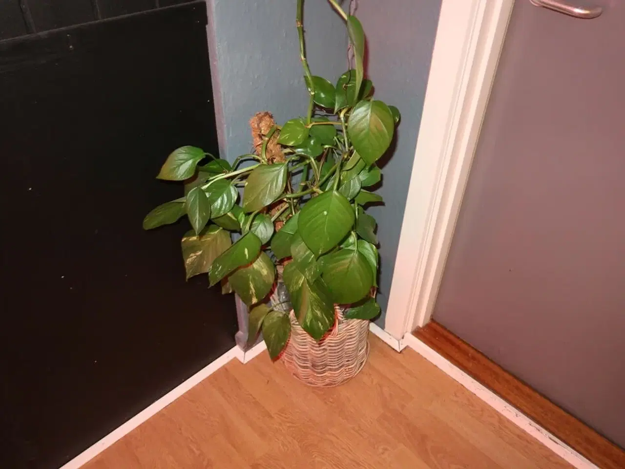 Billede 3 - 2 stk. planter i krukker