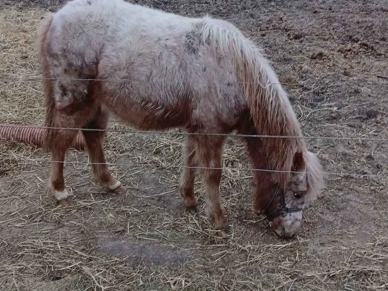Billede 3 - Ponyer søger nyt hjem.