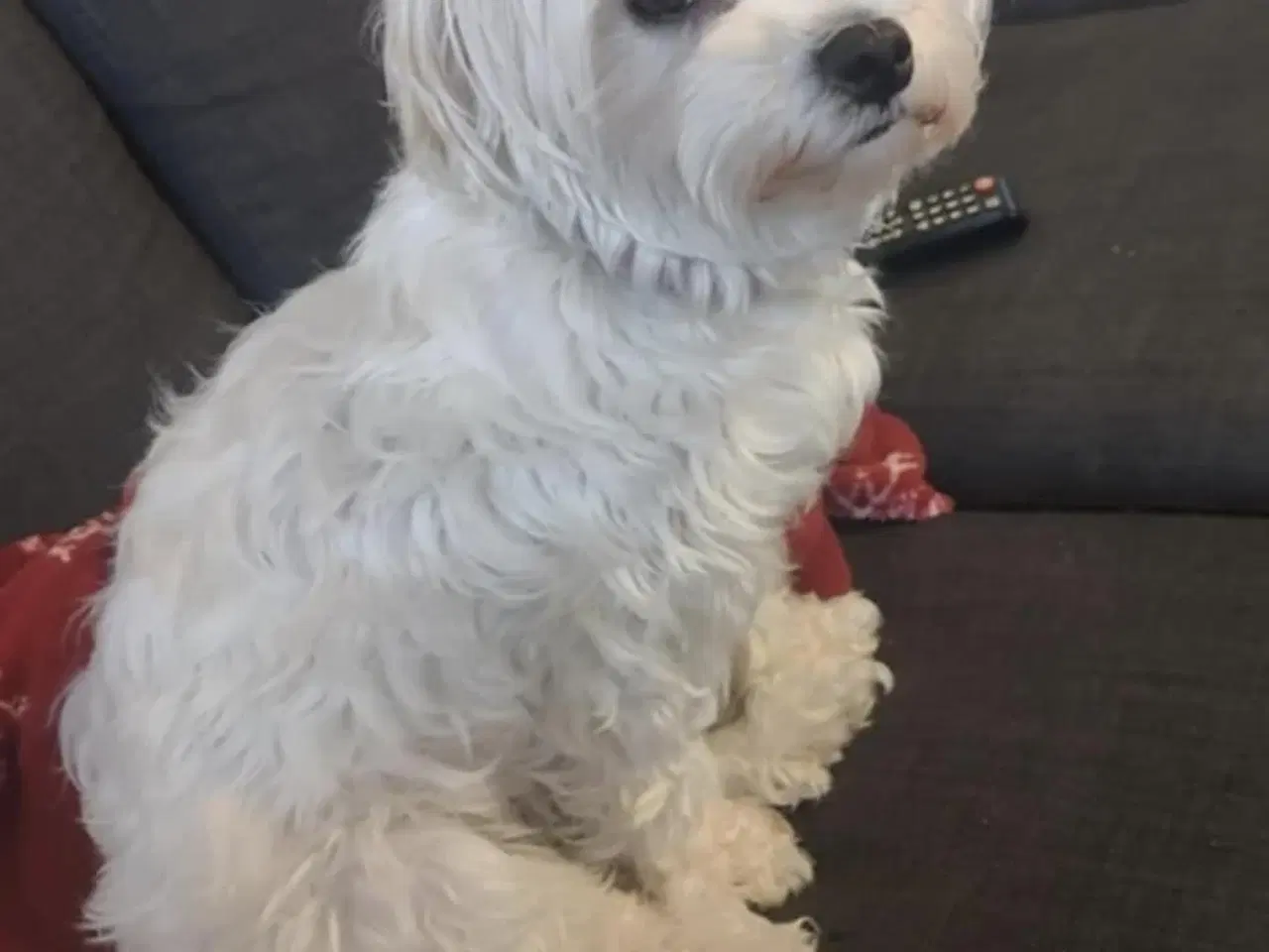 Billede 6 - Mini maltipoo hvalpe 