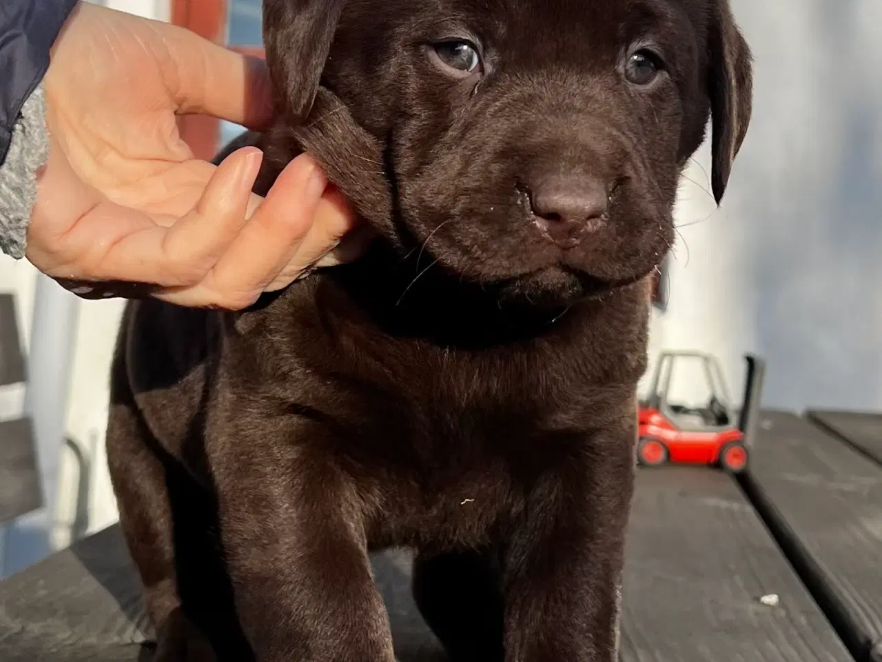 Billede 3 - Flotte labrador hvalpe