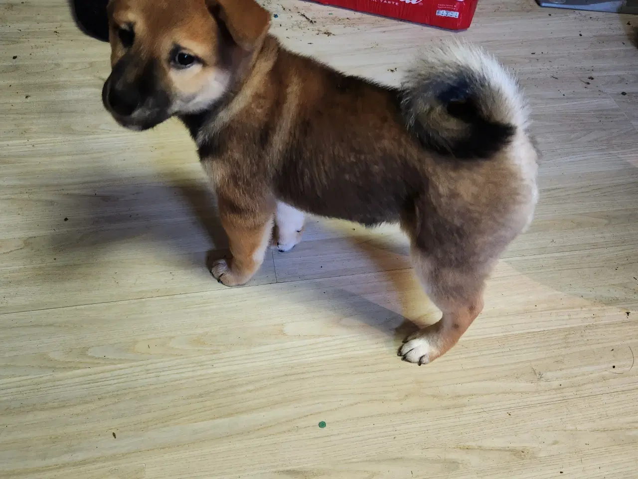 Billede 3 - Shiba inu hvalpe