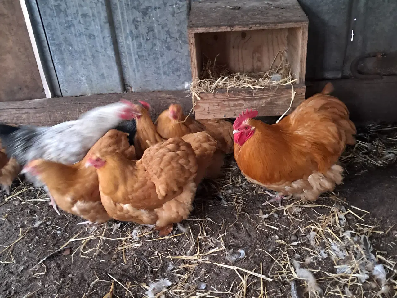 Billede 4 - Dværg orpington