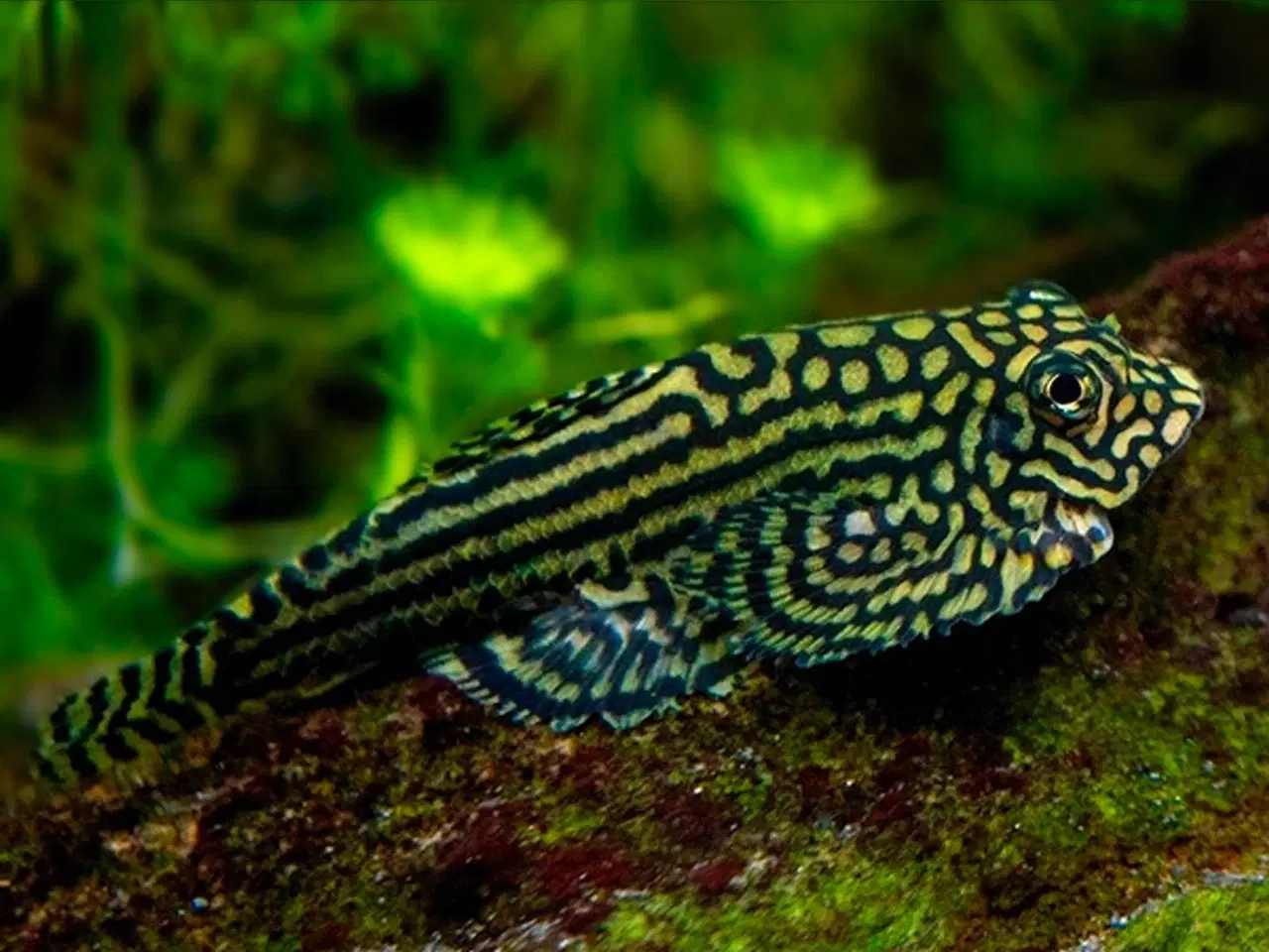 Billede 14 - Flotte akvariefisk