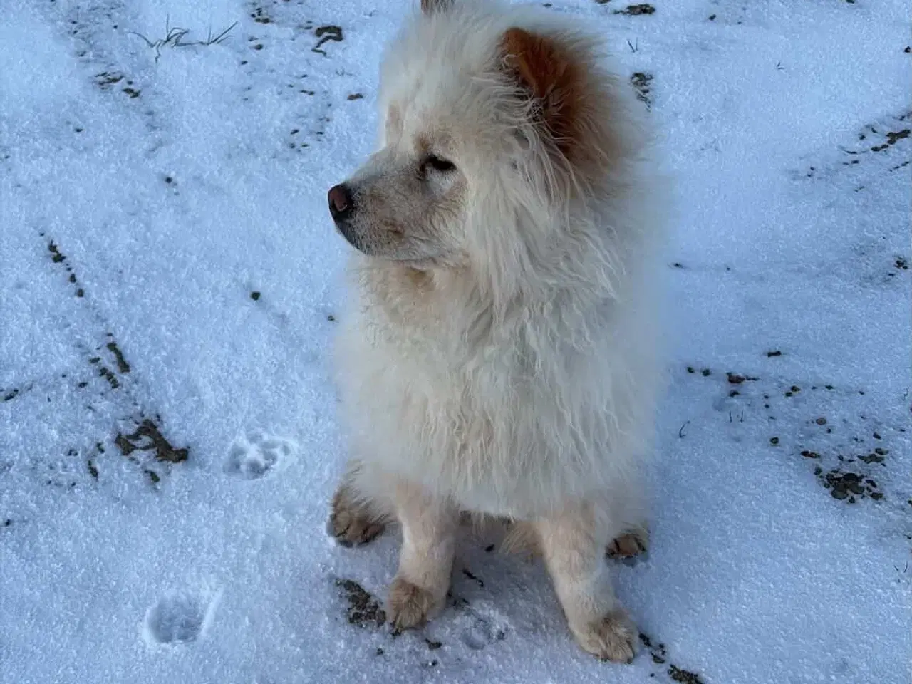 Billede 2 - Simba søger nyt kærligt hjem